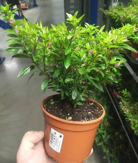 Japonská myrta Ø květináče 12 cm