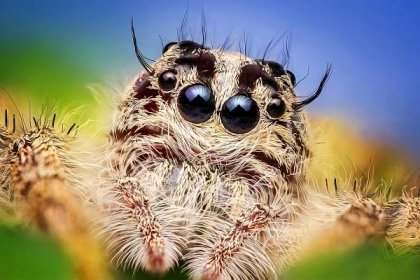 Co to znamená vidět pavouka večer nebo ráno: různé případy a jejich vysvětlení