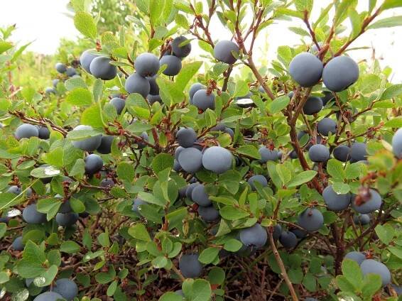 blueberry bush