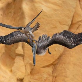 Peregrine Falcon photo wins Bird Photographer of the Year 2023
