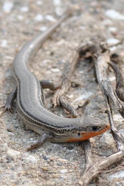 Northern Prairie Skink (Plestiodon septentrionalis) - Reptiles and Amphibians of Iowa
