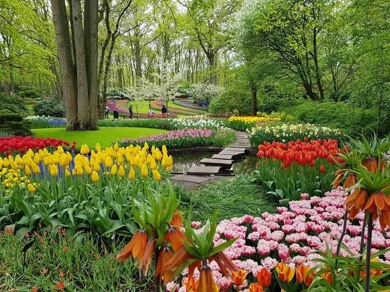 Amsterdam, sbírka zvadlejch tulipánů?