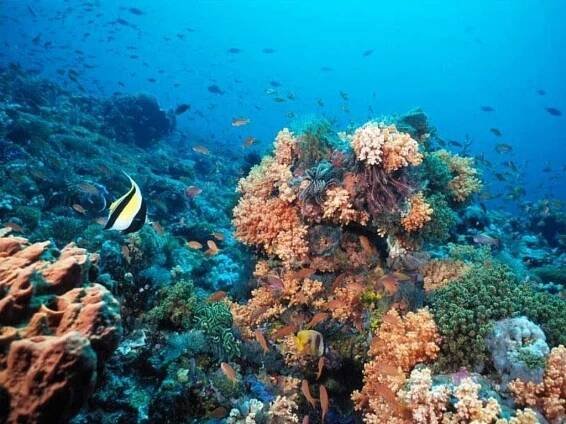 Sataya / Dolphin Reef – 4EVERSEA