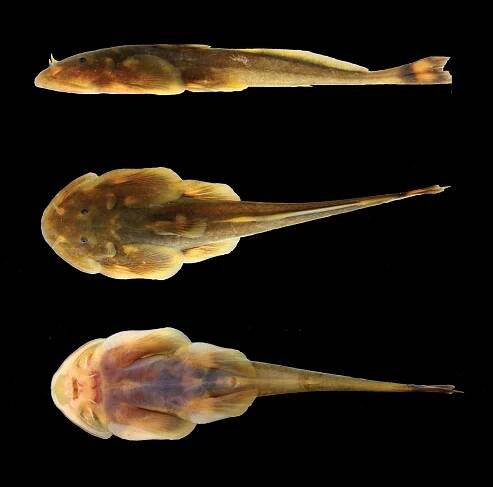Oreoglanis hponkanensis