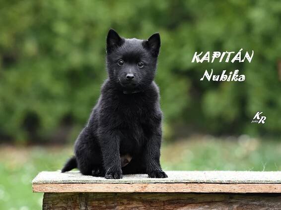 Bílý švýcarský ovčák a šiperka - Chovatelská stanice "NUBIKA" | ŠTĚŇÁTKA - VRH "K"