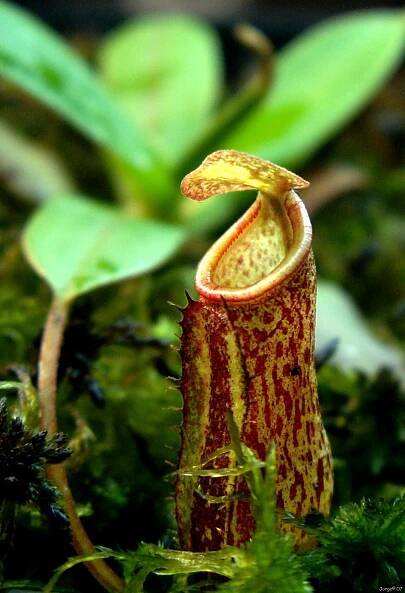 Nepenthes macfarlanei