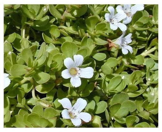 35568 1 bakopa drobnolista brahmi
