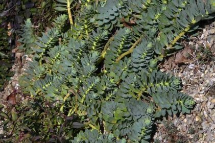 Pryšec Euphorbia myrsinites zůstává zelené i v zimě