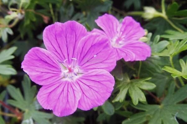 Geranium sanguineum " Fruit de Fleur " - kakost krvavý Zahradnictví Krulichovi - zahradnictví, květinářství, trvalky, skalničky
