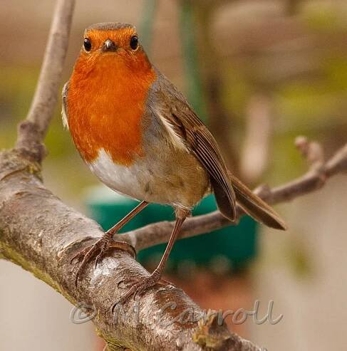 Robin