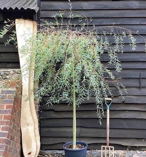 Vŕba purpurová ´PENDULA´ na kmienku 120 cm, kont. 5 l | Lumigreen.sk