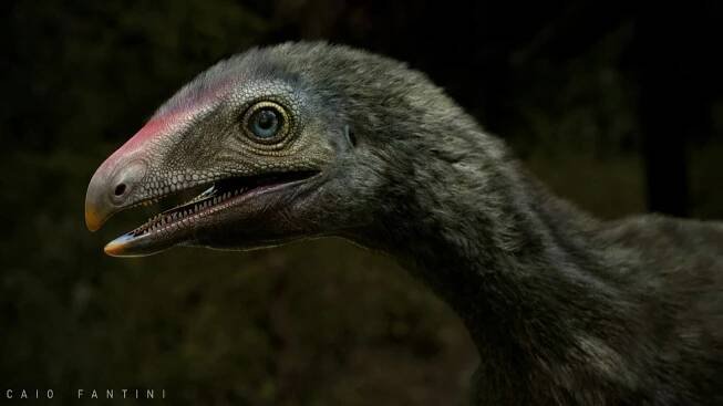 Nález z Brazílie může objasnit původ ptakoještěrů, věří paleontologové
