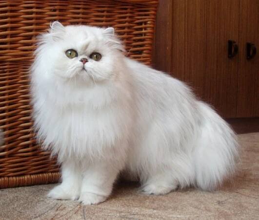 EUCKER / CFA/ chinchilla, silver, golden, persian, exotic cat | OUR PAST CATS