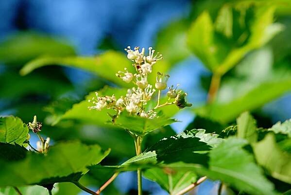 Javor ginnala (Acer ginnala)