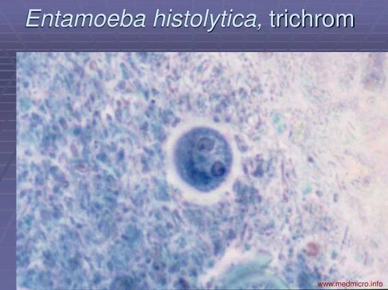 PPT - Lékařská mikrobiologie pro ZDRL PowerPoint Presentation, free download - ID:6149225