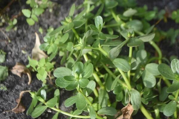 Purslane