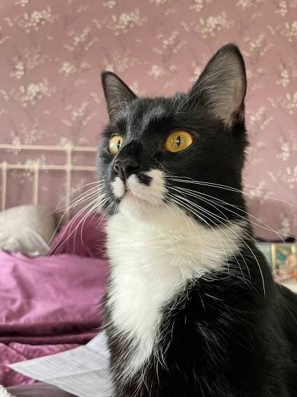 tuxedo kitty on Tumblr
