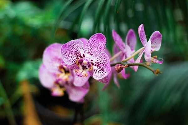 Jak pečovat o náročnou orchidej? - SnadnoBydlet.cz