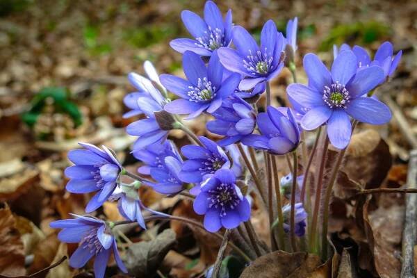 Jaterník podléška či jaterník trojlaločný (Hepatica nobilis)