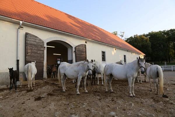 Lipizzan Horse Breeding Traditions as Intangible Cultural Heritage of Humanity | GOV.SI