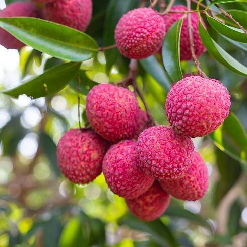 LYCHEE - Image 4