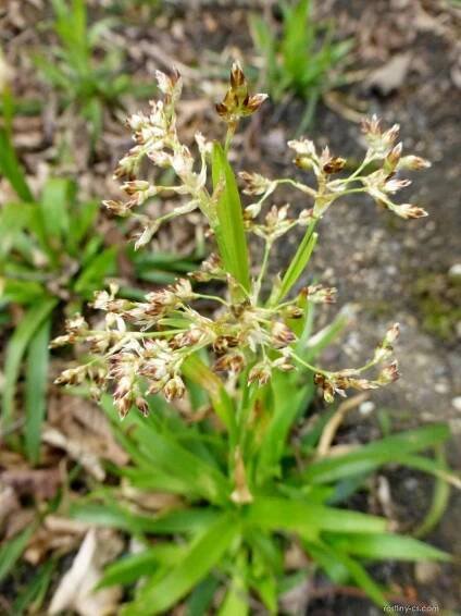Bika lesní (Luzula sylvatica Select)