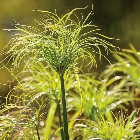 CYPERUS GRACEFUL GRASSES KING TUT EGYPTIAN PAPYRUS