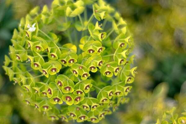 Euphorbia plant in bright sunlight on a green, yellow and white background in springtime.
