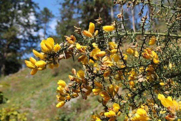 Ulex europaeus - hlodáš Evropský | Lukáš Hrdinka | Autoři | iBotky.cz