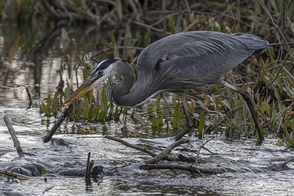 Great Blue Heron | Mike Powell