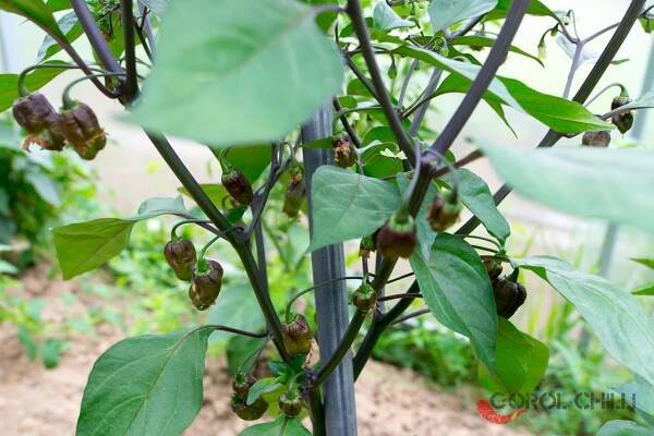 Carolina Reaper x Fidalgo Roxa F4 | Chilli semena | Chilli semena | Chilli semínka | Chilli omáčky | GOROL CHILLI