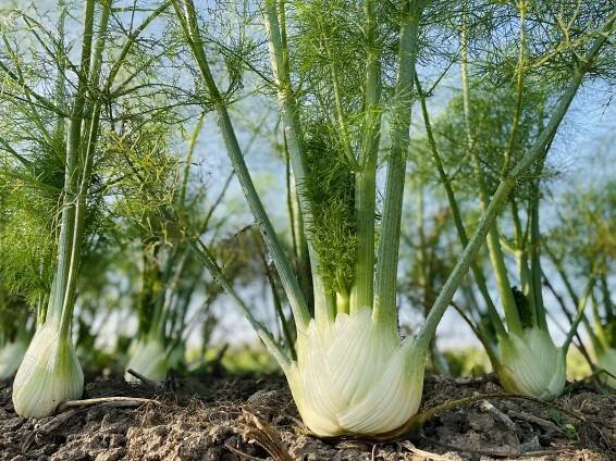 Bio Gemüse – Biohof Osterer