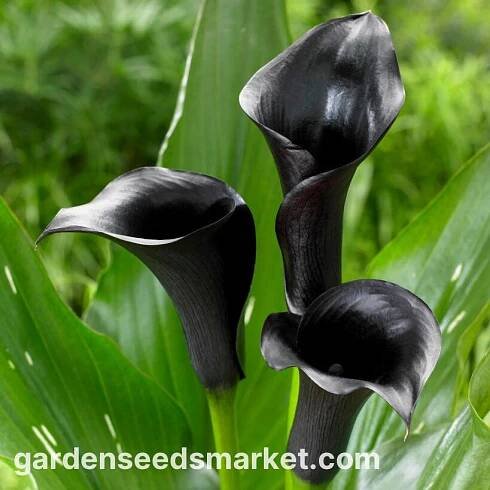 Černá kala (Zantedeschia)