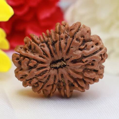 13 Mukhi Rudraksha