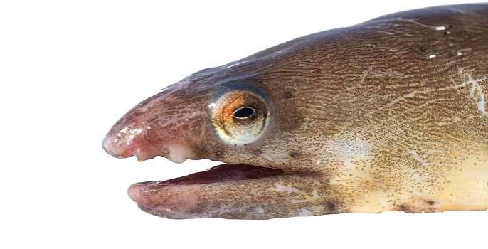 American Eel face