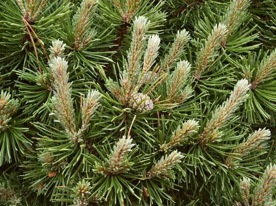 Pinus mugo Mops | Pinus - borovice |Zahradnictví Franc 