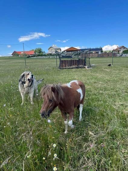 Minizoo – Red Deer Hotel & Restaurant