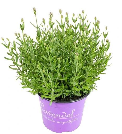 GROW by OBI Levandule lékařská (Lavandula angustifolia) bílá květináč pr. 23 cm