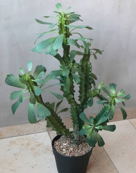 Umělý kaktus euphorbia trigona BAILEY, dekorativní květináč, zelený, 65cm