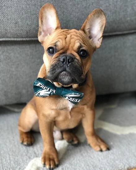 a small brown dog sitting on top of a couch
