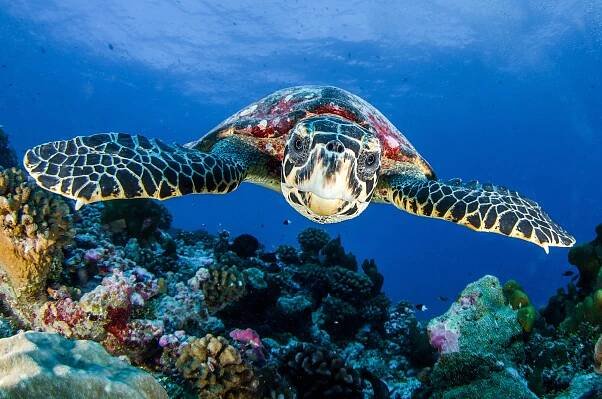 Rangiroa 2013 – tethys.cz