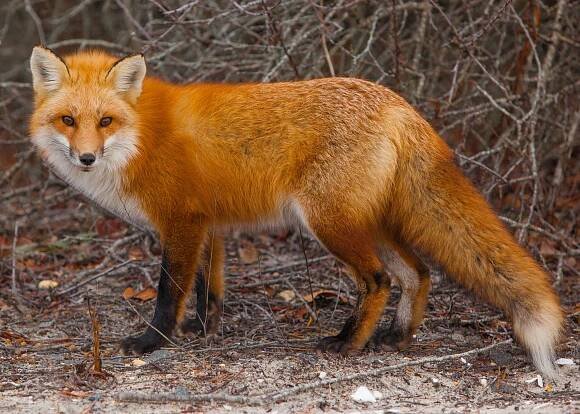 Vulpes vulpes