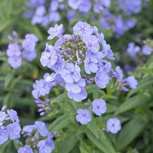 Flox Sweet Summer Ocean