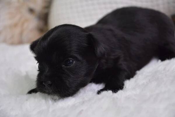 Eliot -Male Morkie