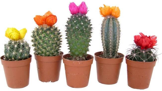 Kaktus se suchými květy různé druhy průměr květináče cca 5,5 cm Cactaceae nakoupit u OBI