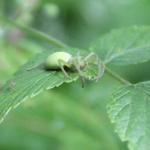 Maloočka smaragdová (Micrommata virescens)