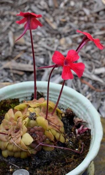 Pinguicula laueana