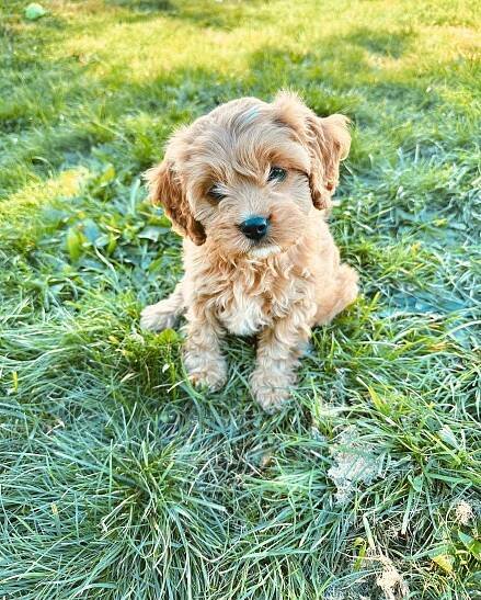 Available Cavapoo Puppies
