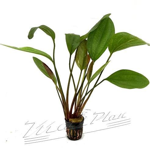 Echinodorus impai