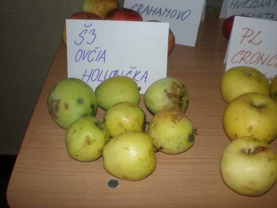Projekt SadOVO - Základná škola, Nábrežna 845/17, Kysucké Nové Mesto